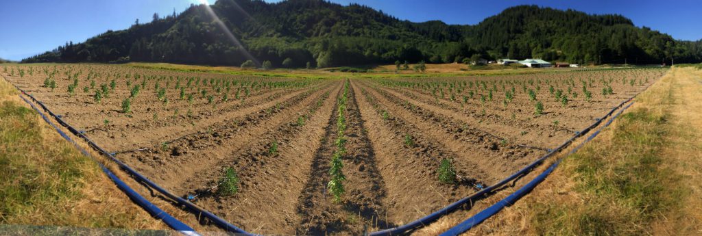 Natures Rein - CBD - Hemp Field